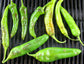 NuMex Heritage 6-4 - 2 oz. Seeds BULK - Sandia Seed Company