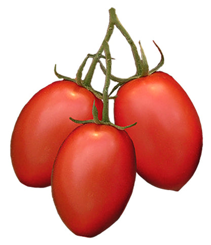 Tomato - Roma VF Seeds ORG - Sandia Seed Company