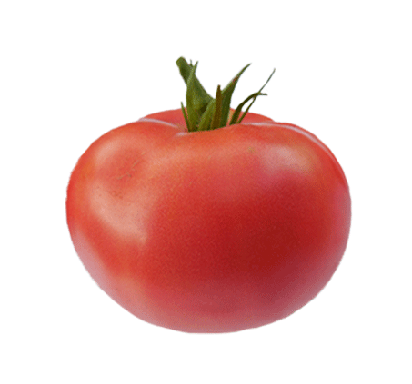 Tomato - Rutgers VF Heirloom Seeds ORG - Sandia Seed Company