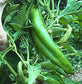 3 Pack - Big Jim, Chimayo & Sandia - Green Chile Seeds -15% Off - Sandia Seed Company