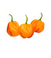Scotch Bonnet Orange Pepper Seeds