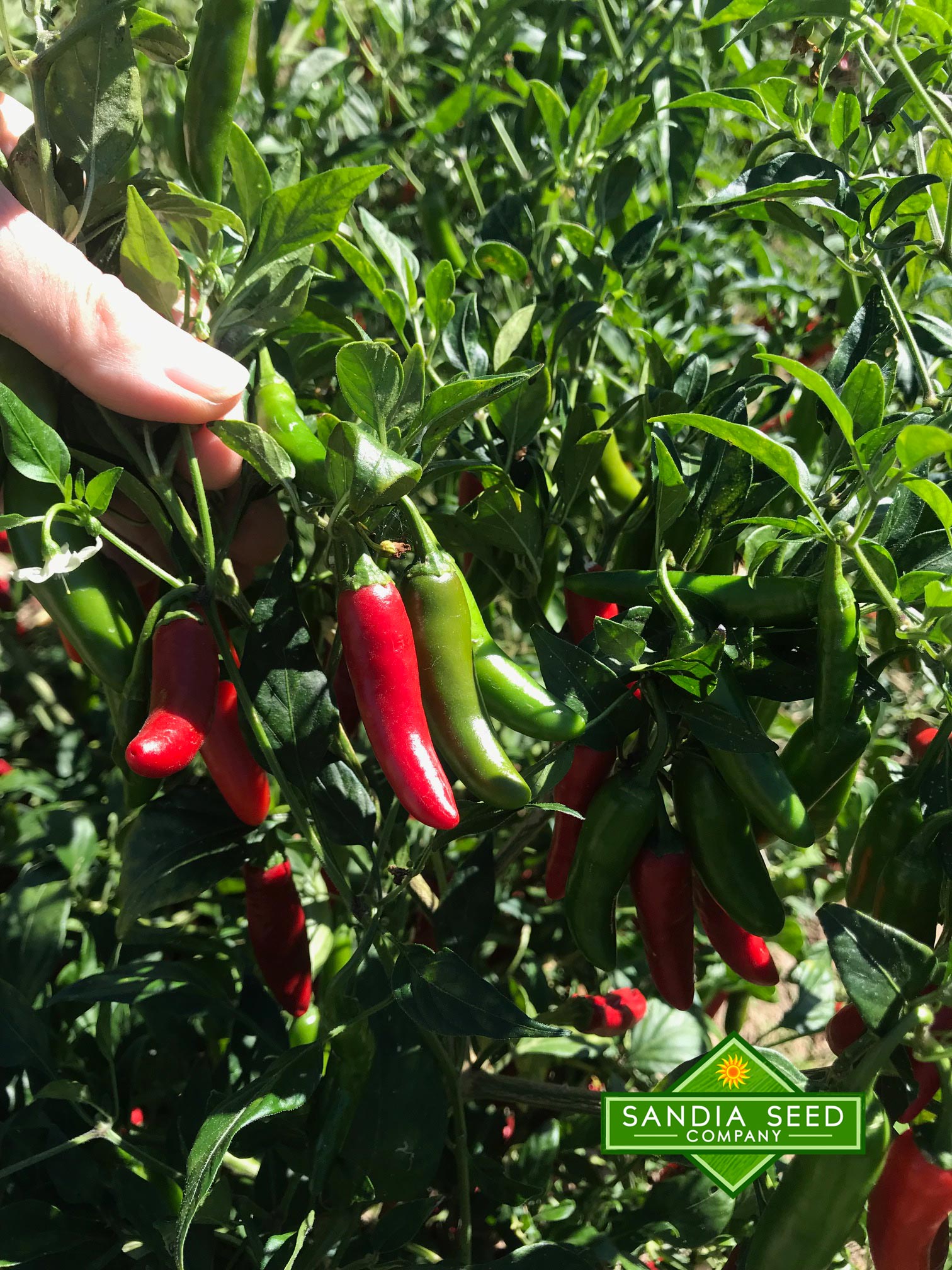 serrano pepper seeds to plant Serrano Tampiqueño Seeds