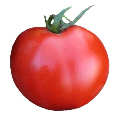 Tomato - Stupice Heirloom Seeds - Sandia Seed Company