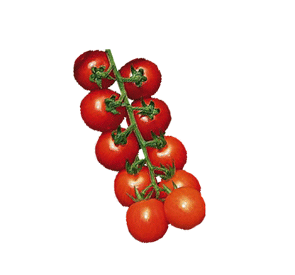 Tomato - Super Sweet 100 Hybrid Seeds - Sandia Seed Company