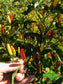 Tabasco Pepper Seeds - Sandia Seed Company