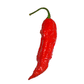 Tombstone Ghost Pepper Seeds - Sandia Seed Company