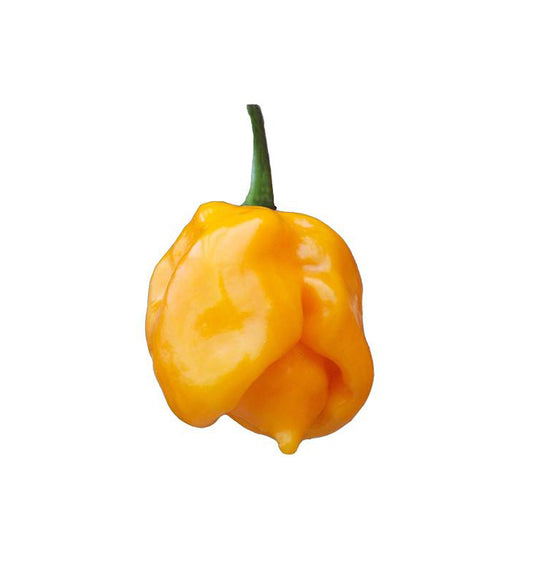 Trinidad Scorpion Yellow (CARDI) Pepper Seeds