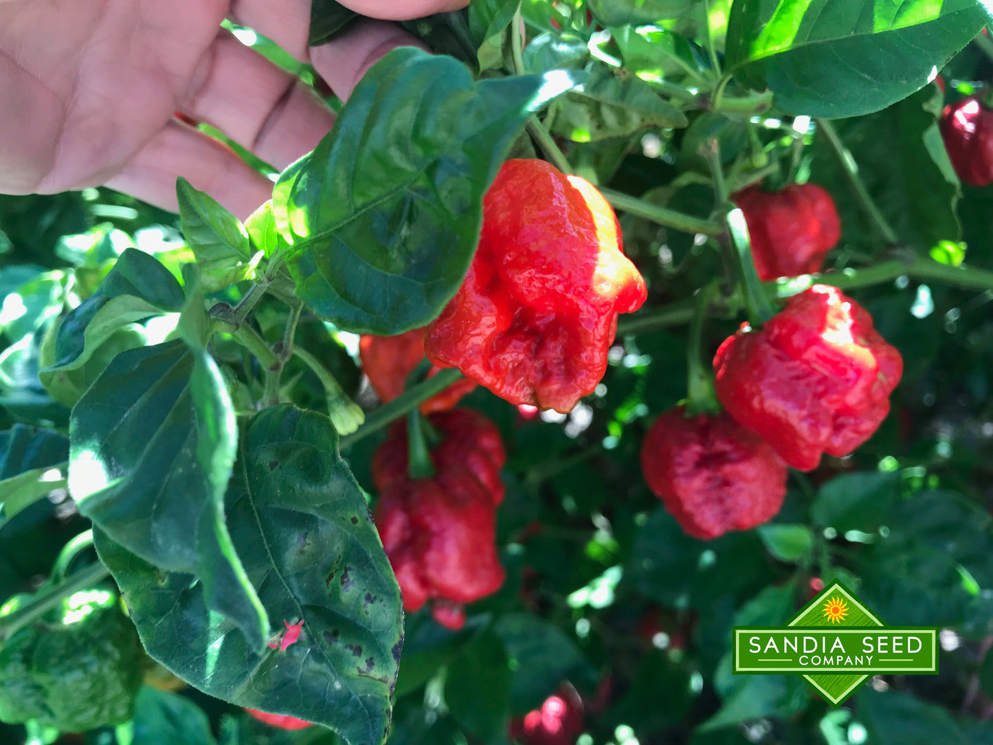 Trinidad Moruga Scorpion Seeds - Sandia Seed Company