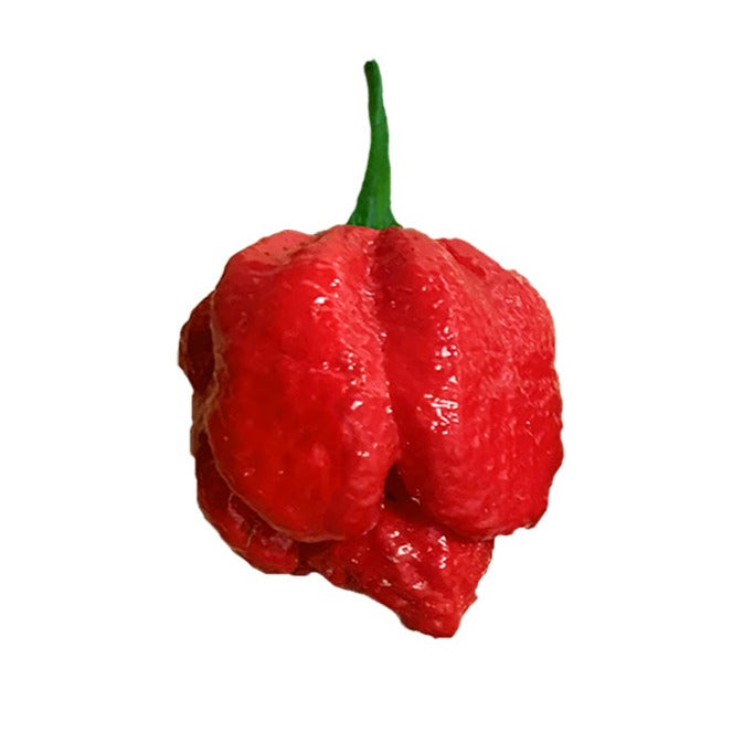 planting trinidad scorpion seeds Trinidad Moruga Scorpion Seeds