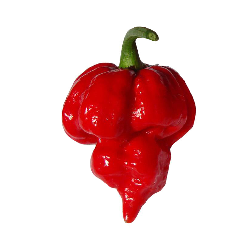 Capsicum super hot glossy red Trinidad Scorpion pepper