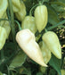 Bhut Jolokia White Seeds - Sandia Seed Company