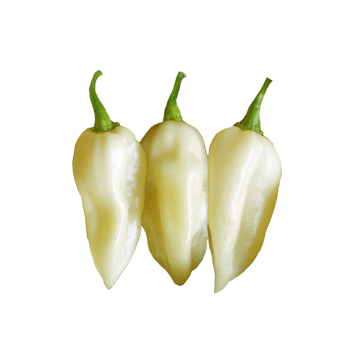 Bhut Jolokia White Seeds - Sandia Seed Company