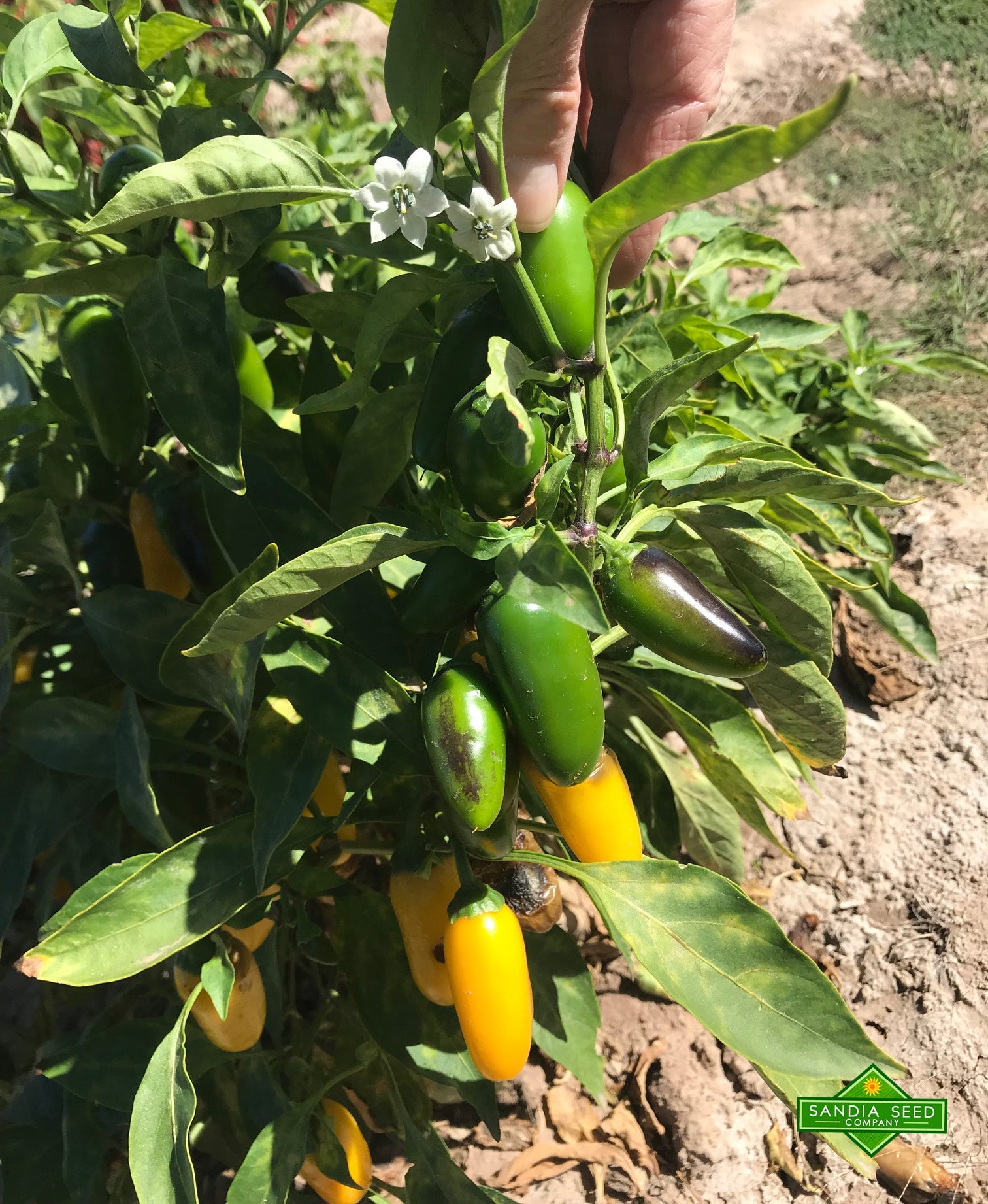 jalapeno plant from seed Jalapeño Lemon Spice NuMex Seeds