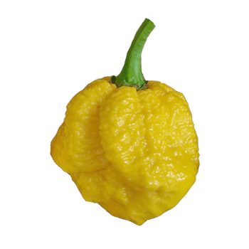 Yellow Brain Strain / Yellow 7 Pot Pepper Seeds - Sandia Seed Company