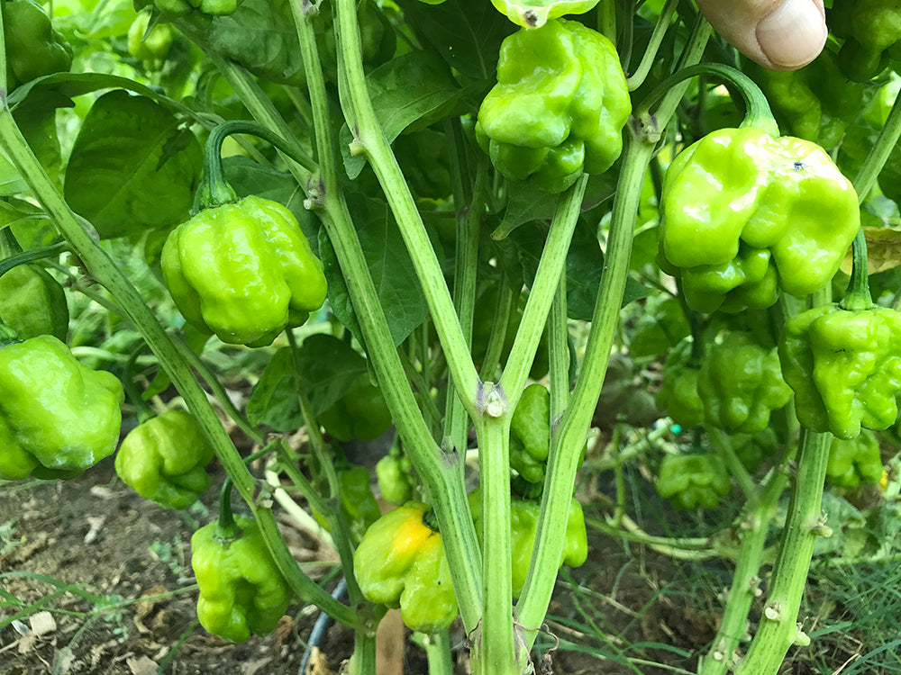 plant scotch bonnet pepper seeds Scotch Bonnet Pepper Seeds - Yellow Heat