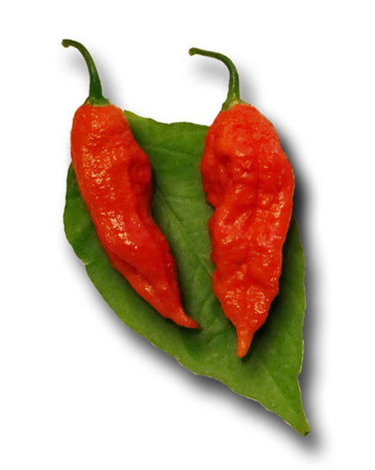 Bhut Jolokia Red Ghost Pepper - 100 Seeds BULK - Sandia Seed Company