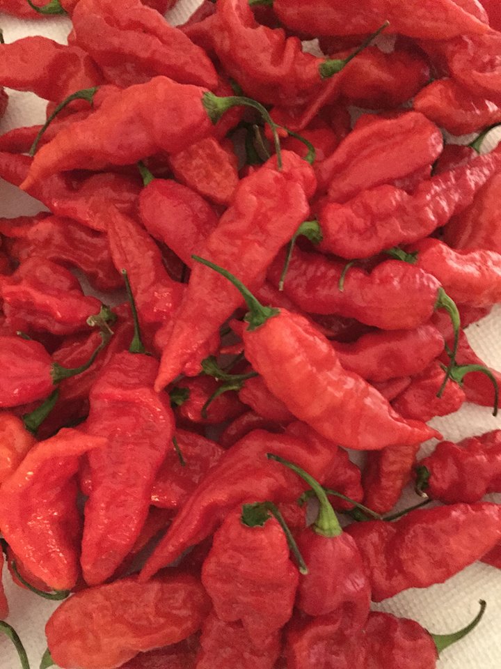 Bhut Jolokia Red Ghost Pepper Seeds - Sandia Seed Company 