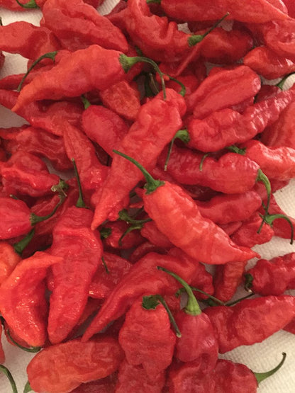 Bhut Jolokia Red Ghost Pepper Seeds - Sandia Seed Company 