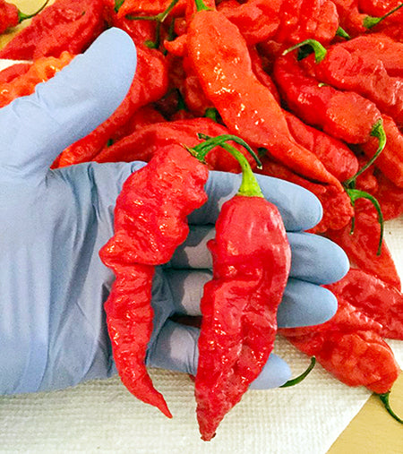3 Pack - Ghost Pepper, Reaper & Moruga Seeds 15% Off - Sandia Seed Company