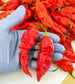 3 Pack - Ghost Pepper, Reaper & Moruga Seeds 15% Off - Sandia Seed Company