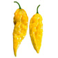 Bhut Jolokia Yellow Seeds - Sandia Seed Company