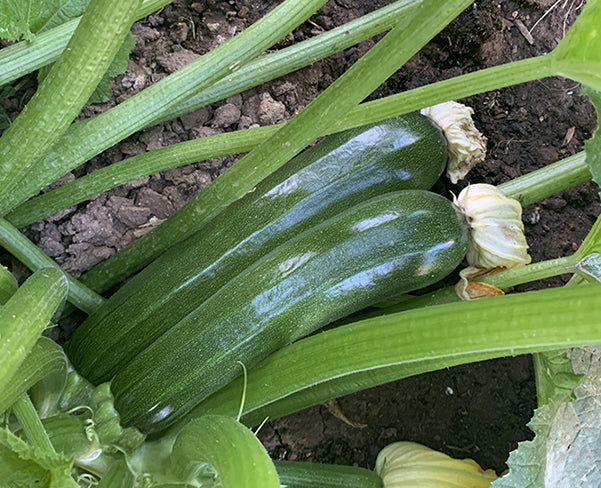 Organic Zucchini Seeds - Black Beauty
