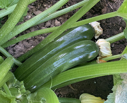 Organic Zucchini Seeds - Black Beauty