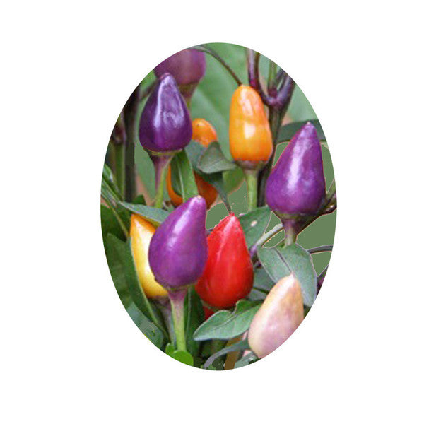 Bolivian Rainbow Pepper Seeds - Sandia Seed Company