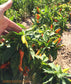 Bulgarian Carrot Pepper Seeds - Sandia Seed Company