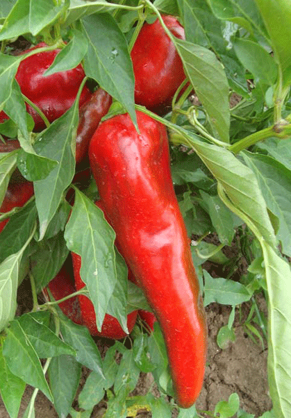 Paprika peppers growing on a plant