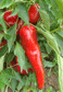 Paprika - Pepper Seeds - Sandia Seed Company