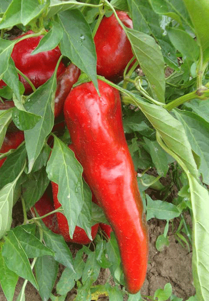 Paprika - 2 oz. Seeds - BULK - Sandia Seed Company