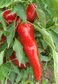 Paprika - 1/2 oz. Seeds - BULK - Sandia Seed Company