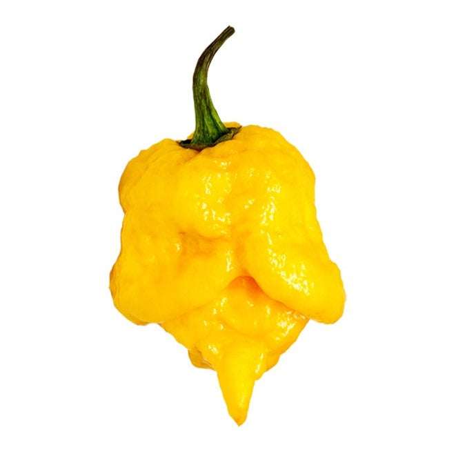 Graines Piment Carolina Reaper Yellow – Extrêmement Fort (2,2M SHU), Goût Fruité, Parfait Balcon, Livré Avec Certificat - 5