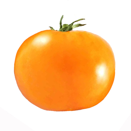Tomato - Chef's Choice Orange F1 Seeds - Sandia Seed Company
