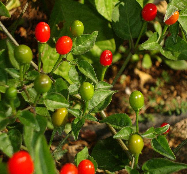 planting chiltepin seeds Chiltepin Chile Pepper Seeds