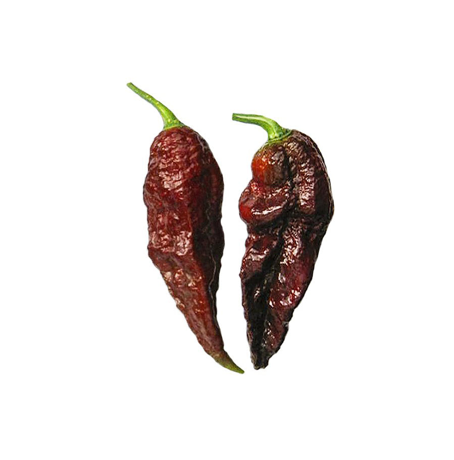 Bhut Jolokia Chocolate Seeds