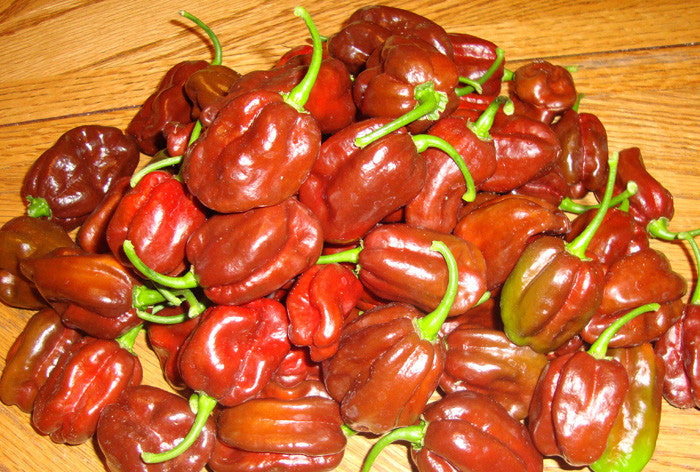 Habanero Chocolate Seeds - Sandia Seed Company