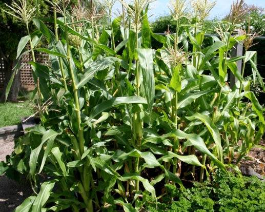 corn seed to plant Golden Bantam Corn Seeds - Heirloom Variety