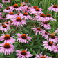 Echinacea - Purple Coneflower Seeds