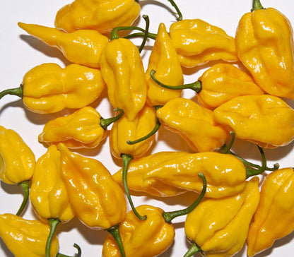 Fatalii Heirloom Pepper Seeds - Sandia Seed Company