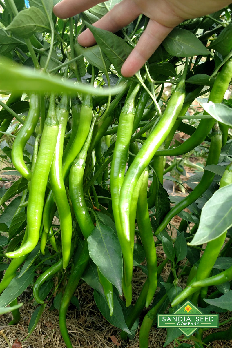 Goat Horn Pepper Seeds - Sandia Seed Company