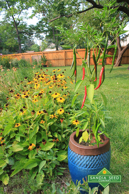 Goat Horn Pepper Seeds - Sandia Seed Company