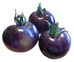 Tomato - Indigo Rose Heirloom Seeds ORG - Sandia Seed Company