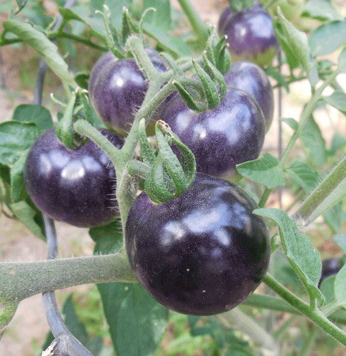 Tomato - Indigo Rose Heirloom Seeds ORG - Sandia Seed Company