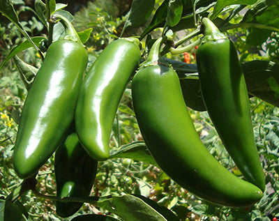 3 Pack - Jalapeño, Serrano & Poblano Seeds 15% Off - Sandia Seed Company