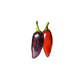 Jalapeño Purple Pepper Seeds
