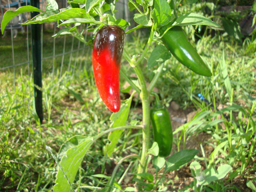 NuMex Jalmundo Jalapeño Pepper Seeds - Sandia Seed Company