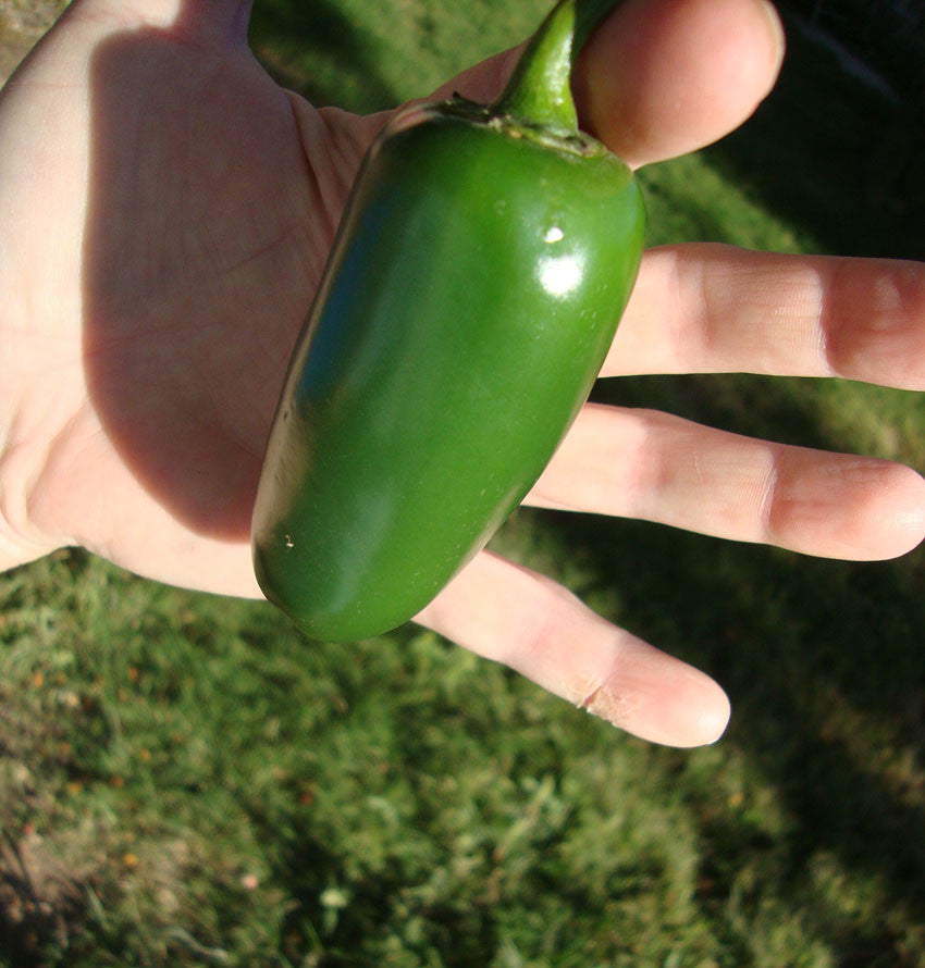 Large jalapeno (makes them, germination rates, large jalapeño, large peppers, makes them perfect) Large jalapeno