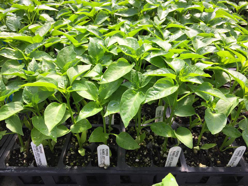 bulk garden seed companies BULK Hatch Red Medium - Joe E. Parker